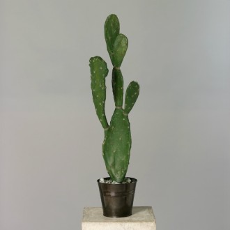 Kaktus opuncja